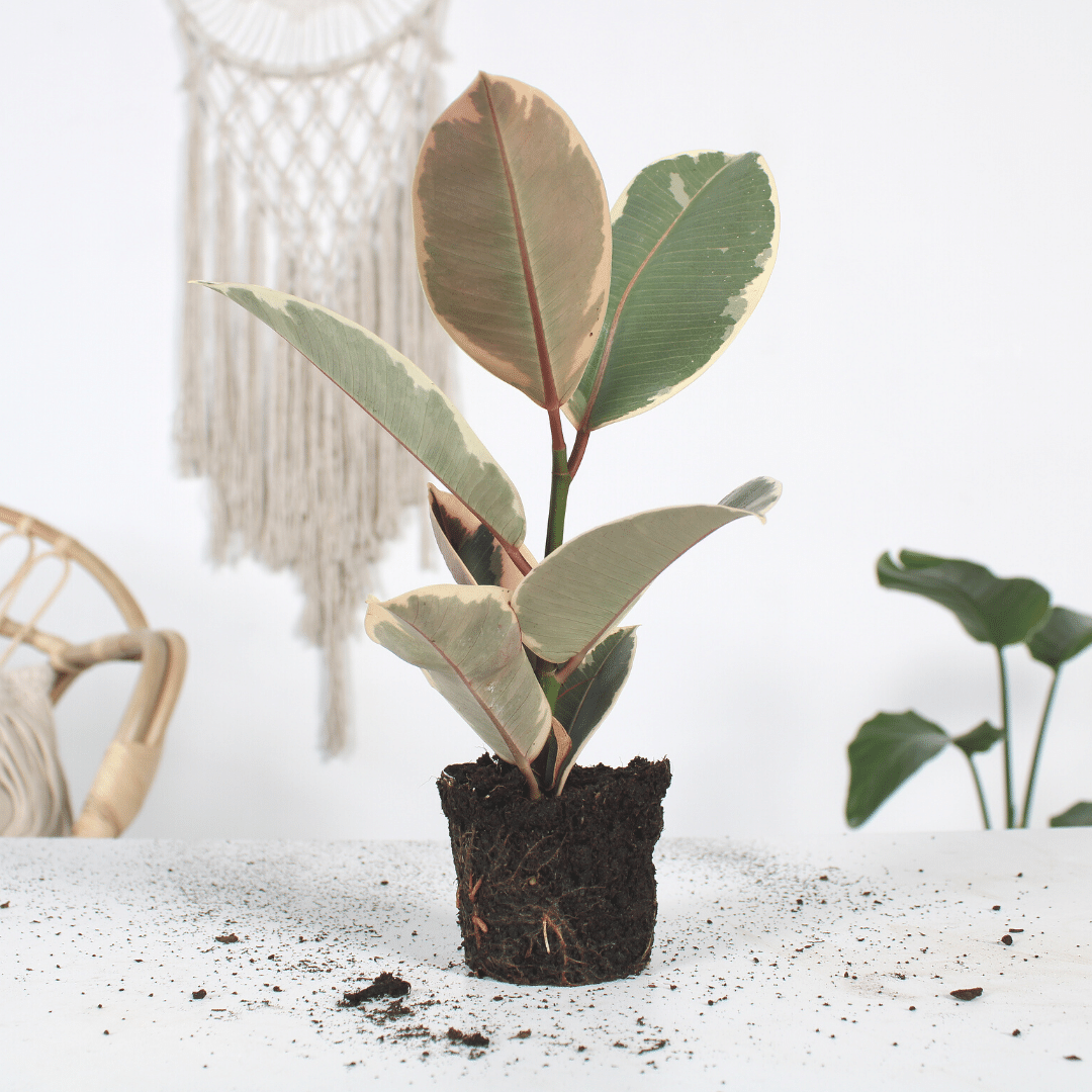 Sweet Rebel Jr. (Ficus elastica Tineke plantje) - Nachhaltige Zimmerpflanzen kaufen Botanicly Foto 2