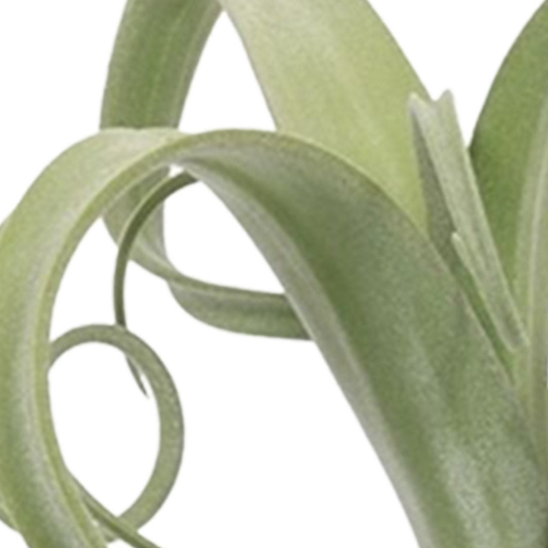 Tillandsie (Tillandsia Curly Slim) - Nachhaltige Zimmerpflanzen kaufen Botanicly Foto 4