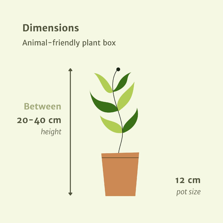 Tierfreundlicher Pflanzenkasten - 4 Zimmerpflanzen - Verschiedene Höhen - Ø12-Plant-Botanicly