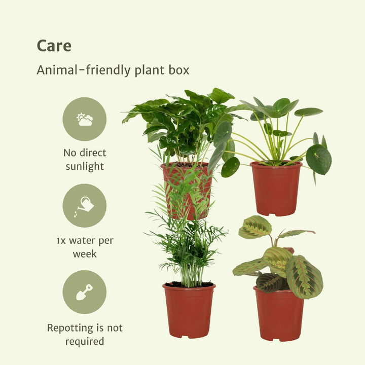 Tierfreundlicher Pflanzenkasten - 4 Zimmerpflanzen - Verschiedene Höhen - Ø12