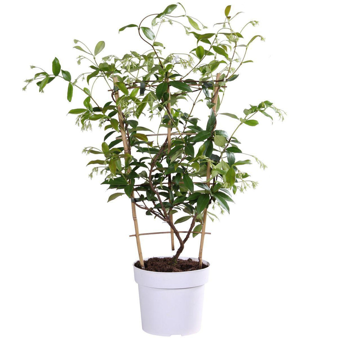 Trachelospermum 'Star of Toscana' - ↨65cm - Ø15-Plant-Botanicly
