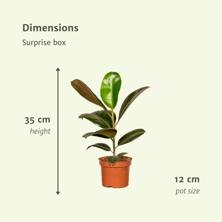 Überraschungsbox - 10 verschiedene Zimmerpflanzen - 35cm - Ø12-Plant-Botanicly