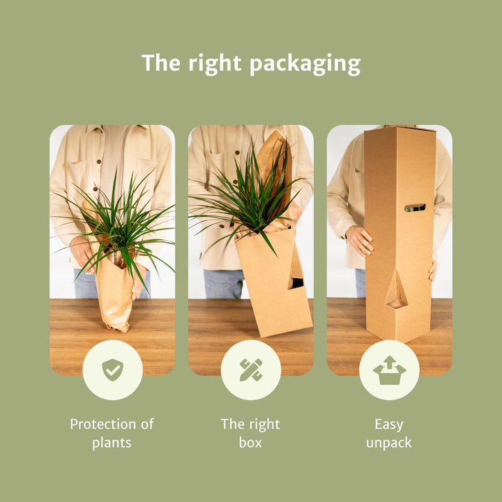 Überraschungsbox - 10 verschiedene Zimmerpflanzen - 35cm - Ø12-Plant-Botanicly
