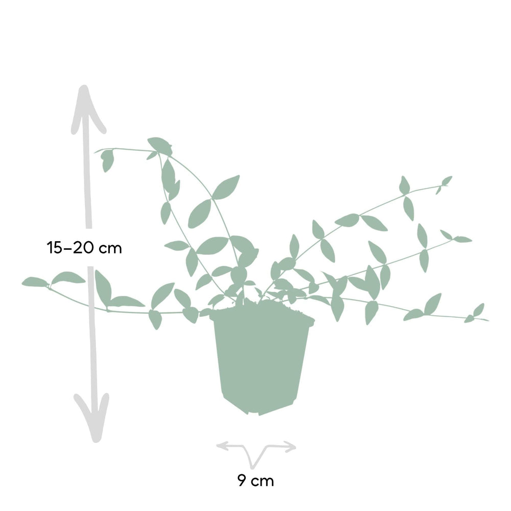 Vinca minor 'Alba' P9 10/25  6x-Plant-Botanicly