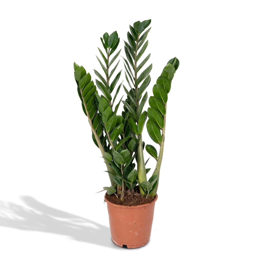 Zamioculcas Zamiifolia - Smaragdpalme - 50cm - Ø14-Plant-Botanicly