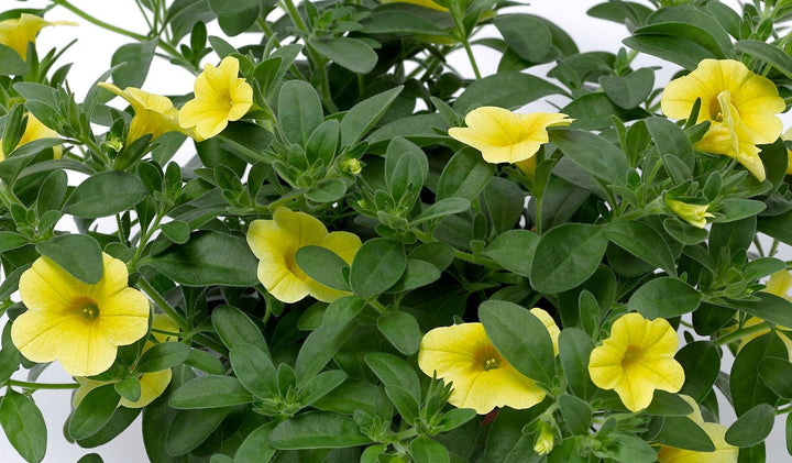 Zauberglöckchen (Calibrachoa Yellow Hybrida) - Nachhaltige Zimmerpflanzen kaufen Botanicly Foto 2