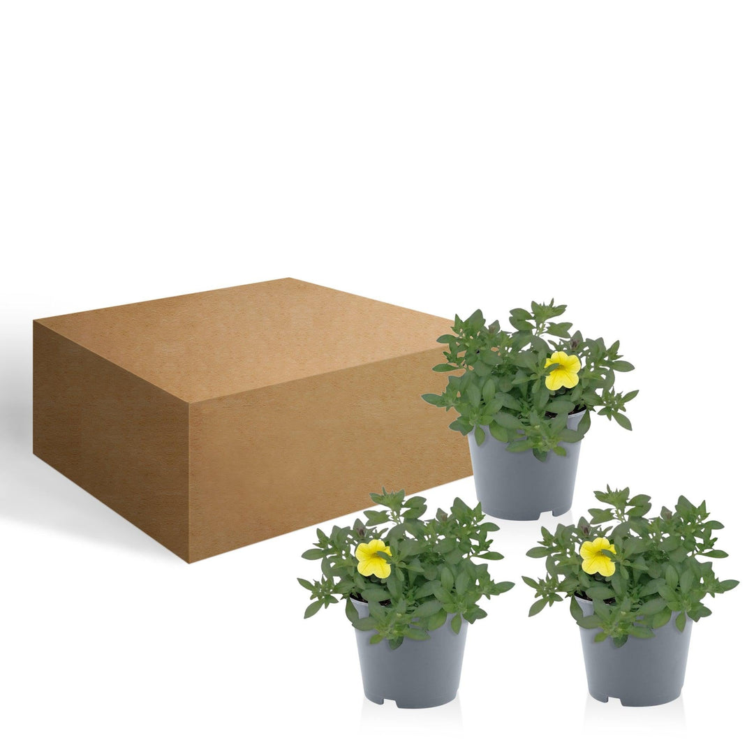 Zauberglöckchen (Calibrachoa Yellow Hybrida) - Nachhaltige Zimmerpflanzen kaufen Botanicly Foto 5