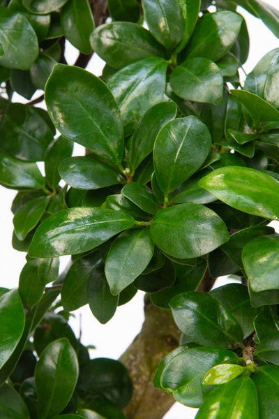 Bonsai (Ficus microcarpa Ginseng) - Nachhaltige Zimmerpflanzen kaufen Botanicly Foto 2