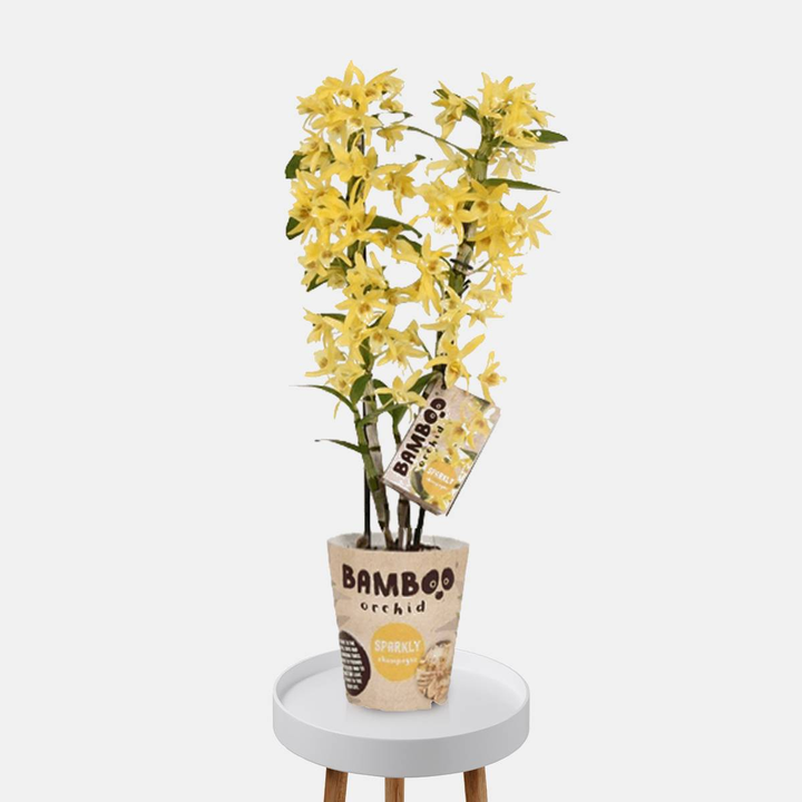 Beate die Bambus Orchidee-FALSE-Botanicly