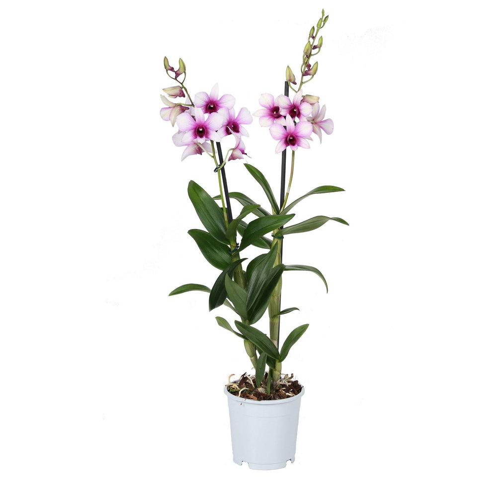 Bambus Orchidee (Dendrobium Sa-nook Polar Fire) - Nachhaltige Zimmerpflanzen kaufen Botanicly Foto 2