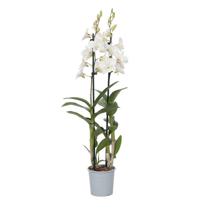 Bambusorchidee Creme Weiß (Dendrobium Phalaenopsis Sa-nook Coconut Dream) - Nachhaltige Zimmerpflanzen kaufen Botanicly Foto 2