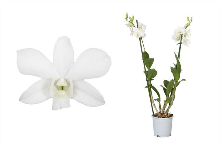Bambusorchidee Creme Weiß (Dendrobium Phalaenopsis Sa-nook Coconut Dream) - Nachhaltige Zimmerpflanzen kaufen Botanicly Foto 1
