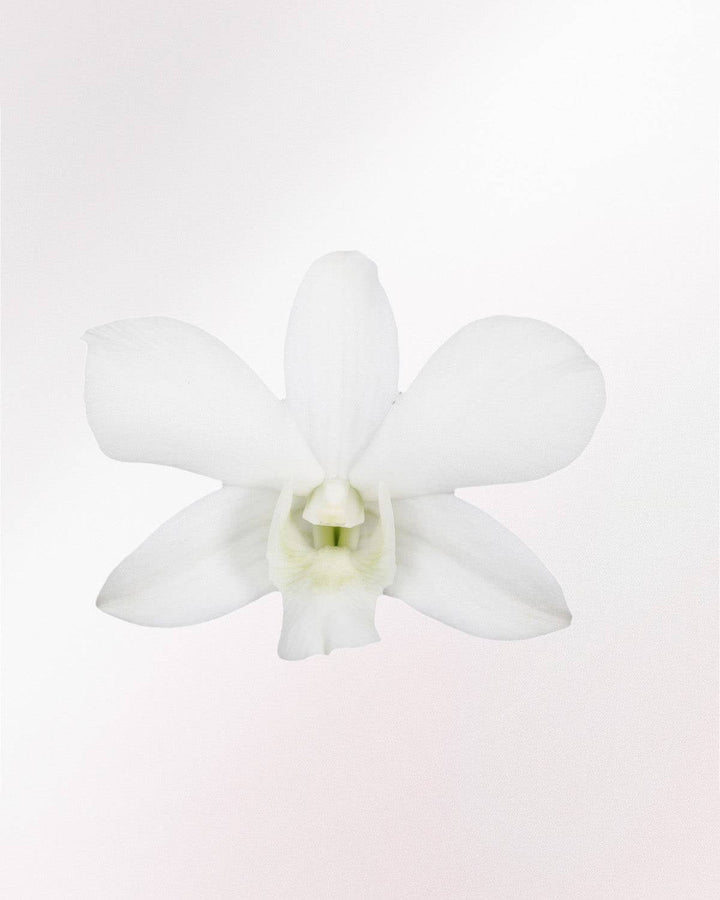 Bonnie die Bambusorchidee Creme Weiß-Topfpflanzen-Botanicly