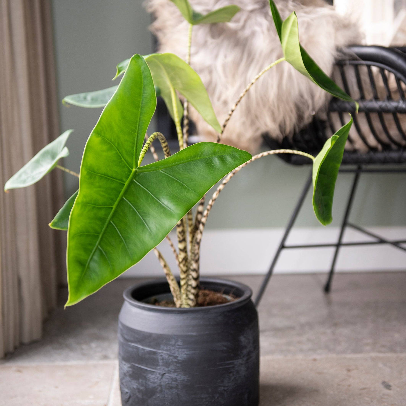Elefantenohr (Alocasia Zebrina) - Nachhaltige Zimmerpflanzen kaufen Botanicly Foto 7