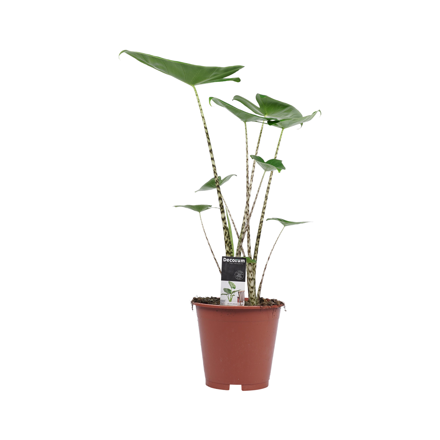 Elefantenohr (Alocasia Zebrina) - Nachhaltige Zimmerpflanzen kaufen Botanicly Foto 10