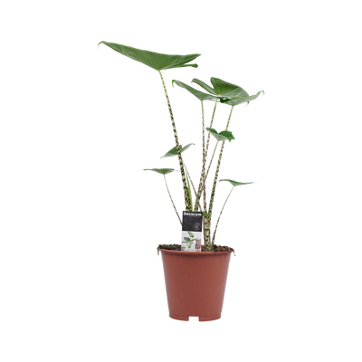 Elefantenohr (Alocasia Zebrina) - Nachhaltige Zimmerpflanzen kaufen Botanicly Foto 10