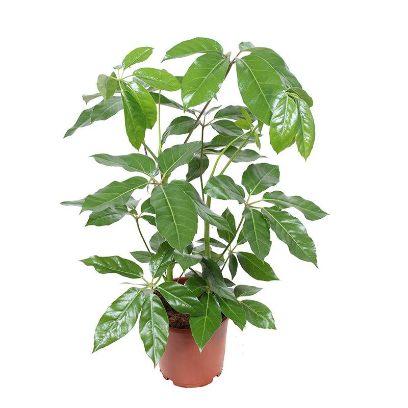Großblättrige Schefflera (Schefflera Actinophylla Amate) - Nachhaltige Zimmerpflanzen kaufen Botanicly Foto 2