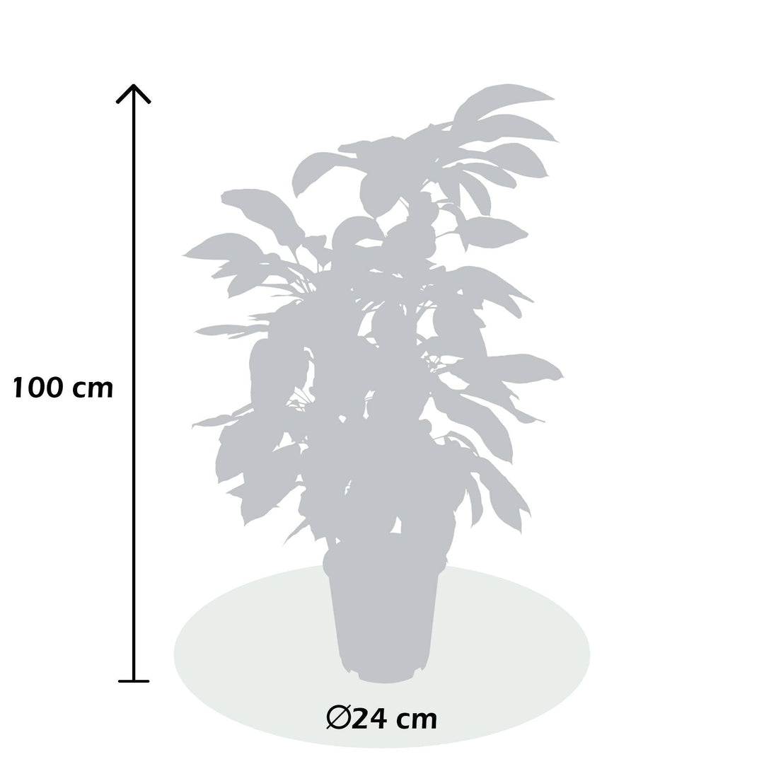 Großblättrige Schefflera (Schefflera Actinophylla Amate) - Nachhaltige Zimmerpflanzen kaufen Botanicly Foto 7