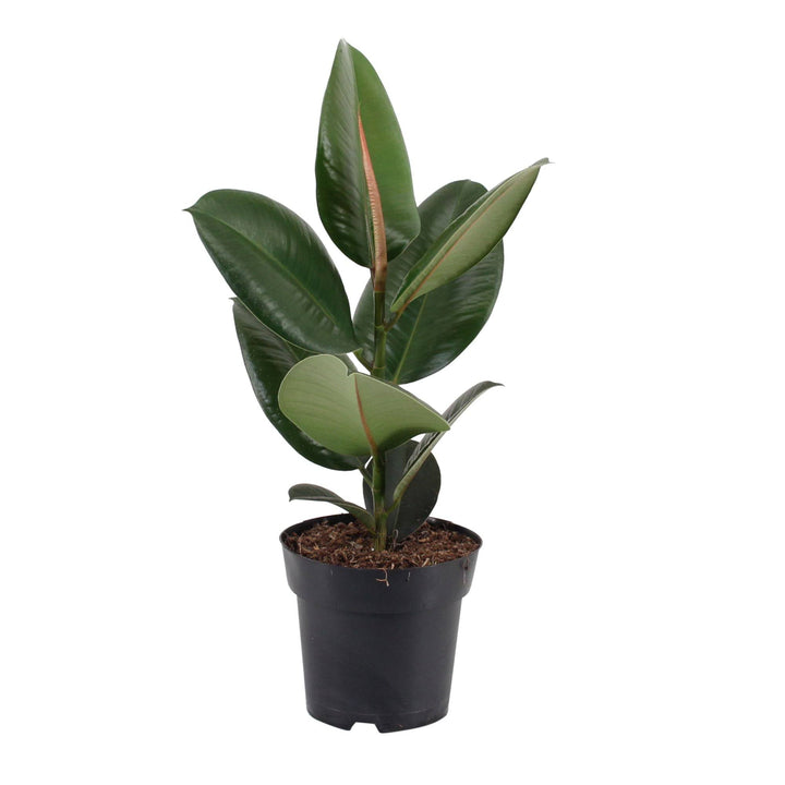 Gummibaum (Ficus Elastica Robusta) - Nachhaltige Zimmerpflanzen kaufen Botanicly Foto 2