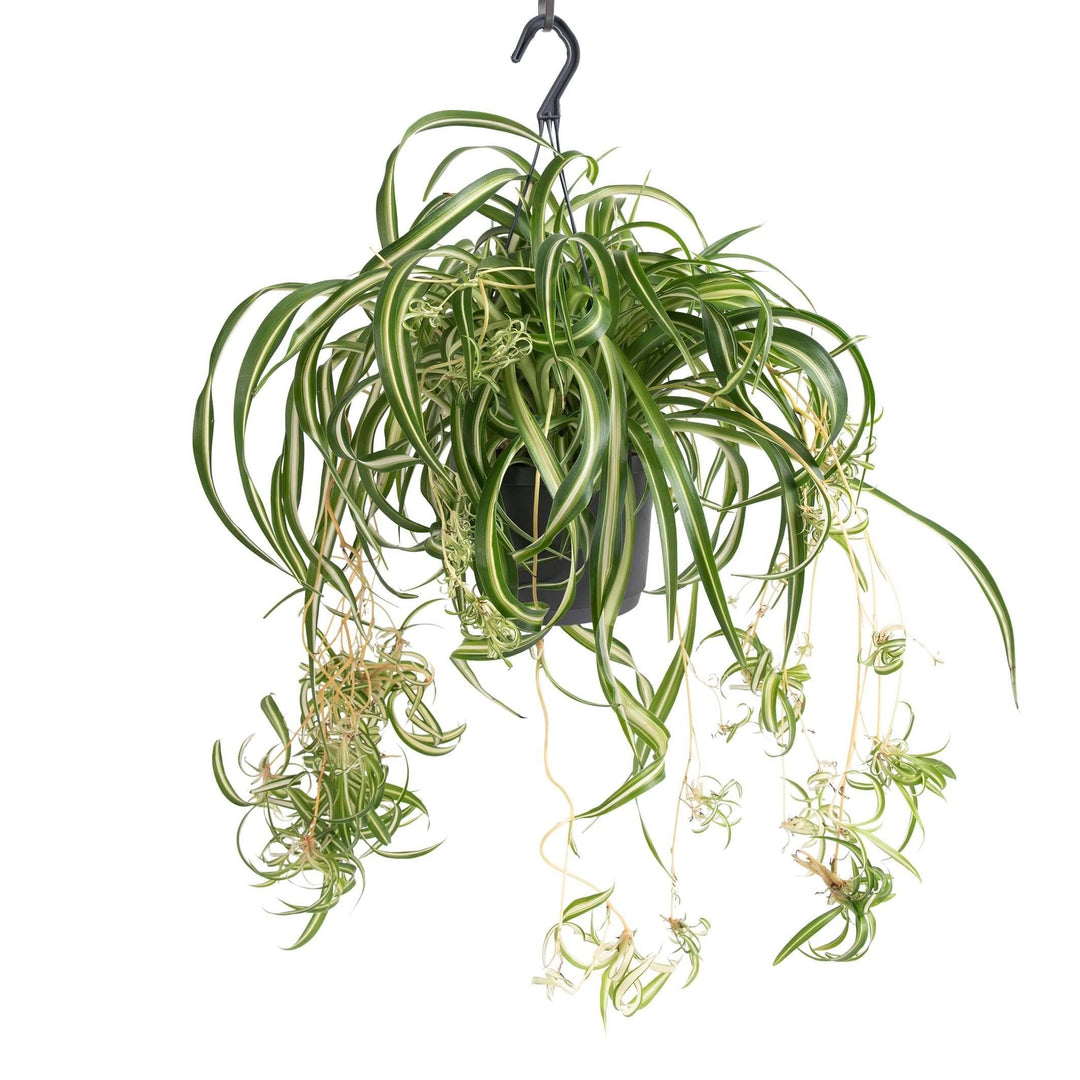 jap chlorophytum comosum bonnie graslilie kaufen Foto-11