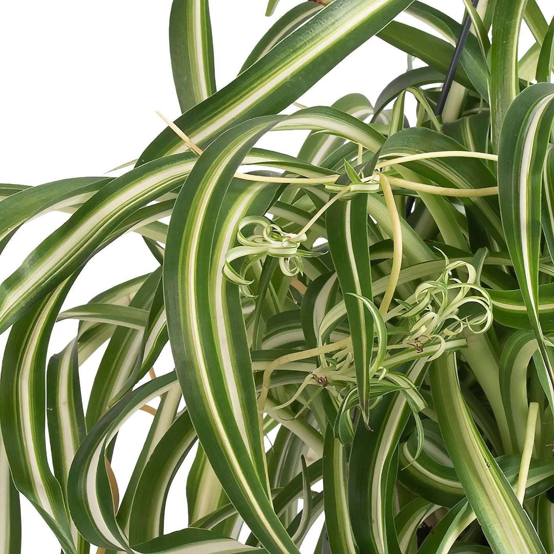 jap chlorophytum comosum bonnie graslilie kaufen Foto-3