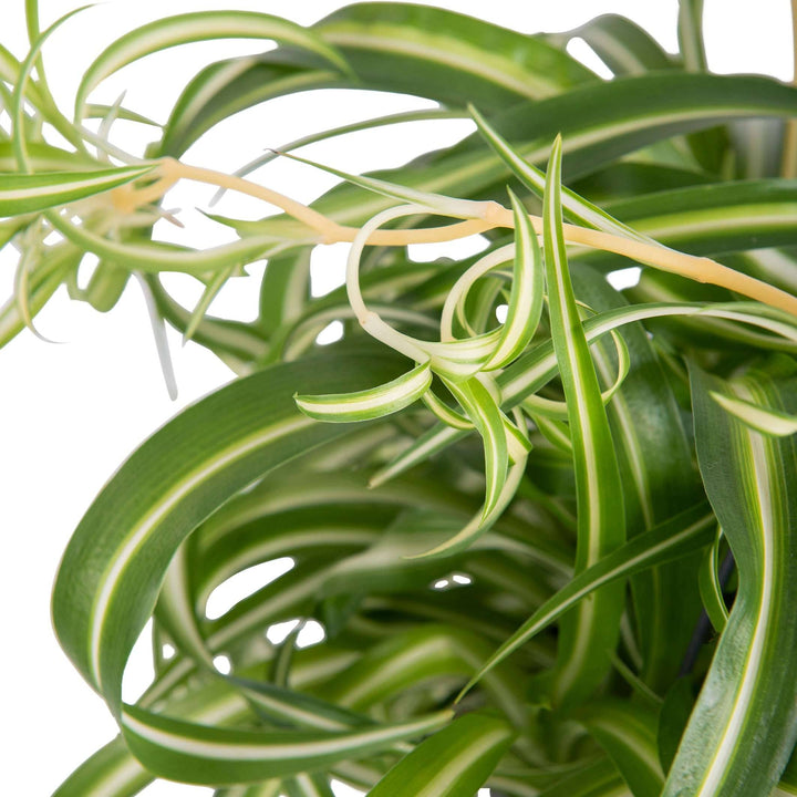 jap chlorophytum comosum bonnie graslilie kaufen Foto-4