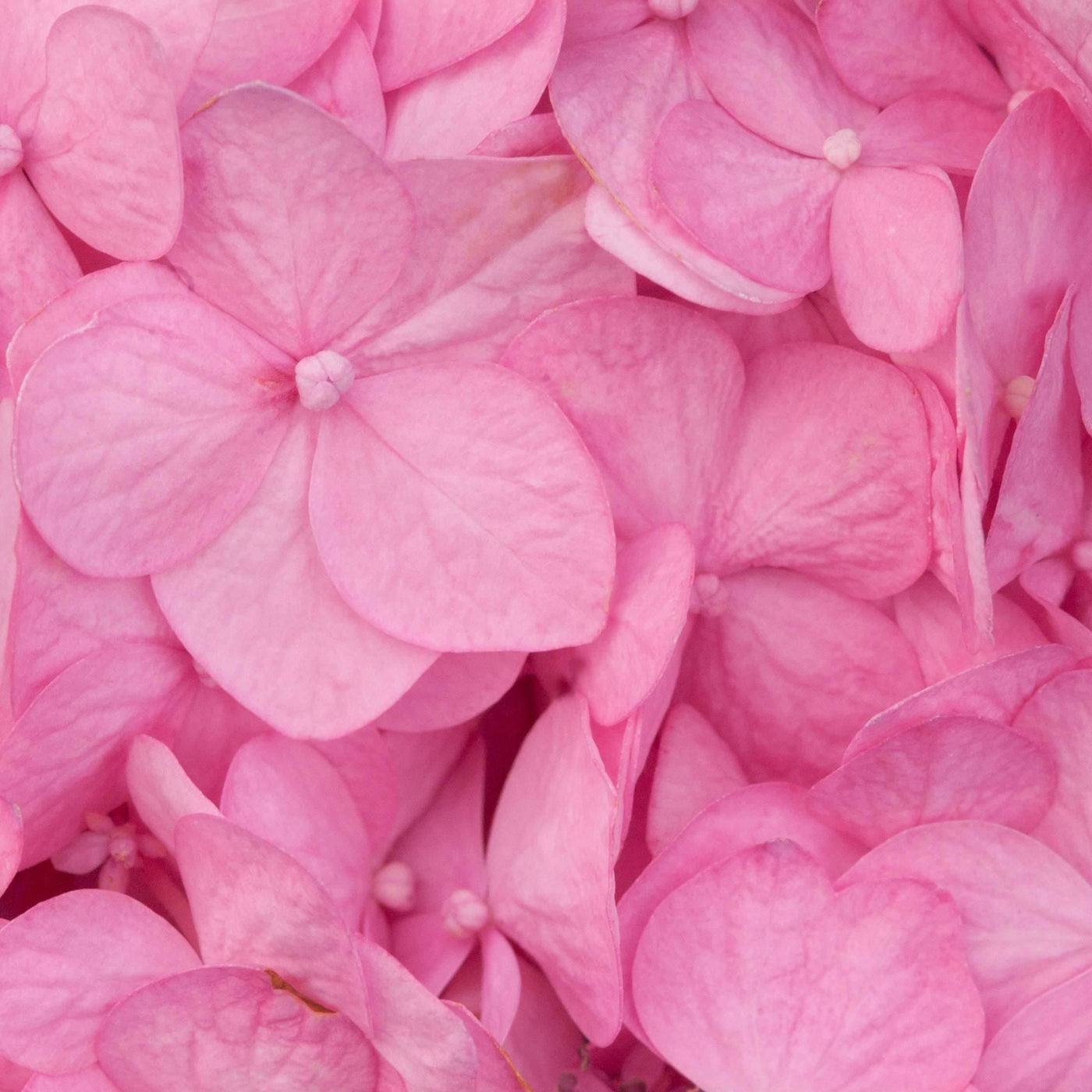 p hydrangea bloomstar® pink macrophylla gartenhortensie kaufen Foto-4