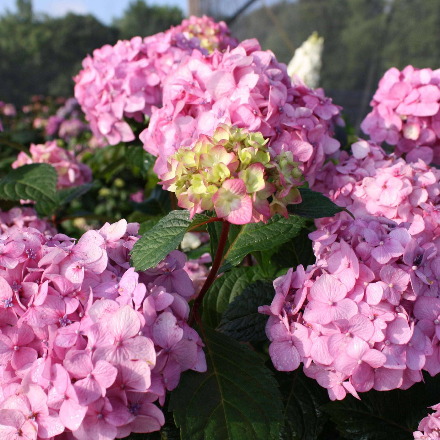 p hydrangea bloomstar® pink macrophylla gartenhortensie kaufen Foto-2