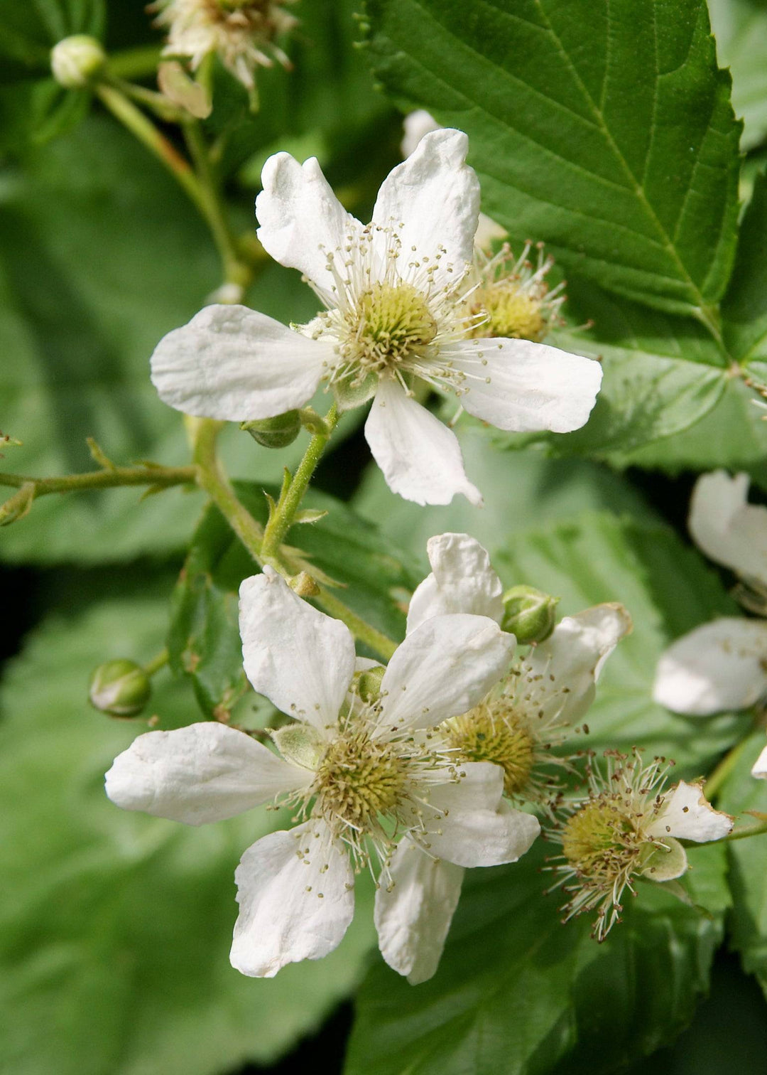 Himbeere  (Rubus Tayberry) - Nachhaltige Zimmerpflanzen kaufen Botanicly Foto 3