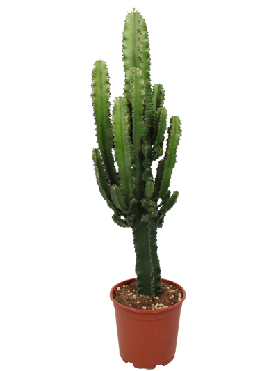 Kaktus-Wolfsmilch (Euphorbia ingens) - Nachhaltige Zimmerpflanzen kaufen Botanicly Foto 1