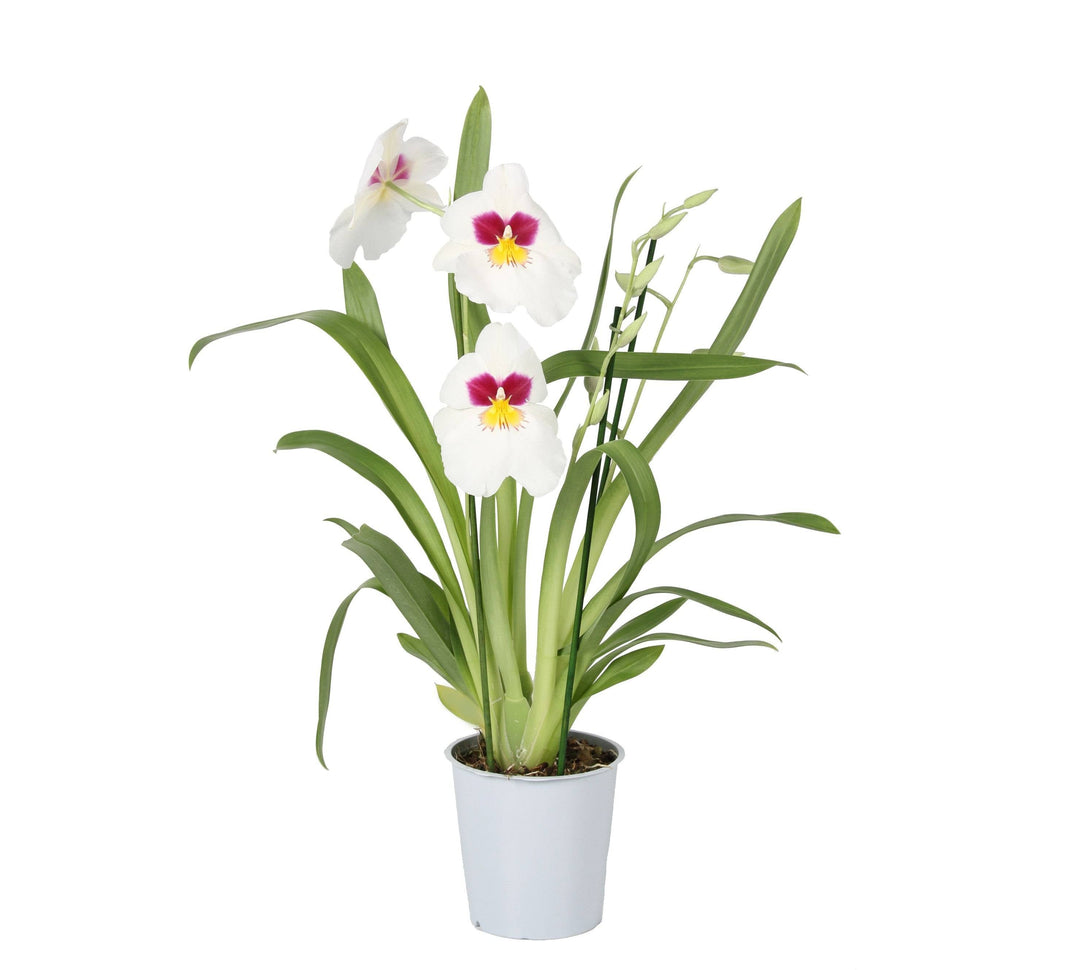 Orchidee Weiß Mit Muster (Miltonia Herr Alexandre) - Nachhaltige Zimmerpflanzen kaufen Botanicly Foto 2