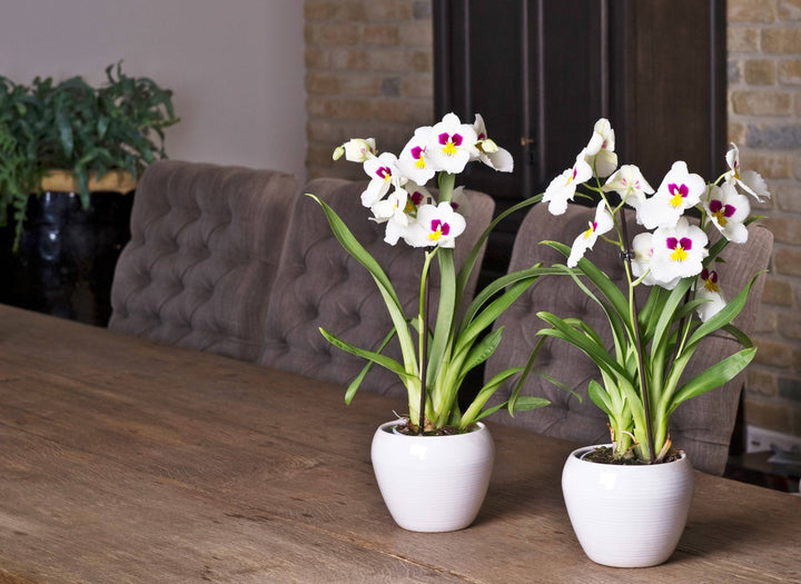 Orchidee Weiß Mit Muster (Miltonia Herr Alexandre) - Nachhaltige Zimmerpflanzen kaufen Botanicly Foto 4