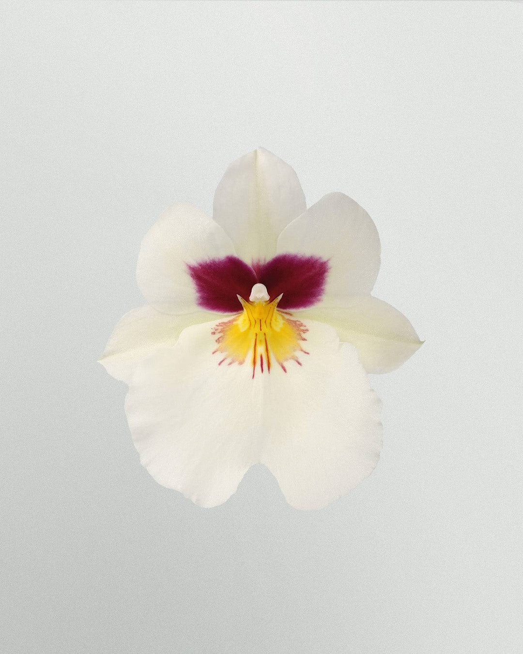Ophelia die Orchidee Weiß Mit Muster-Topfpflanzen-Botanicly