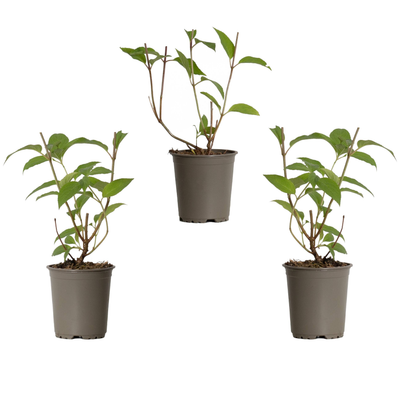Rispen-Hortensie (Hydrangea Paniculata Phantom) - Nachhaltige Zimmerpflanzen kaufen Botanicly Foto 3