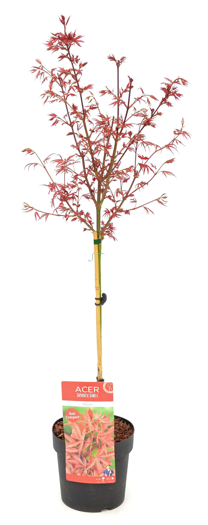 jap acer atropurpureum palmatum roter facherahorn kaufen Foto-3