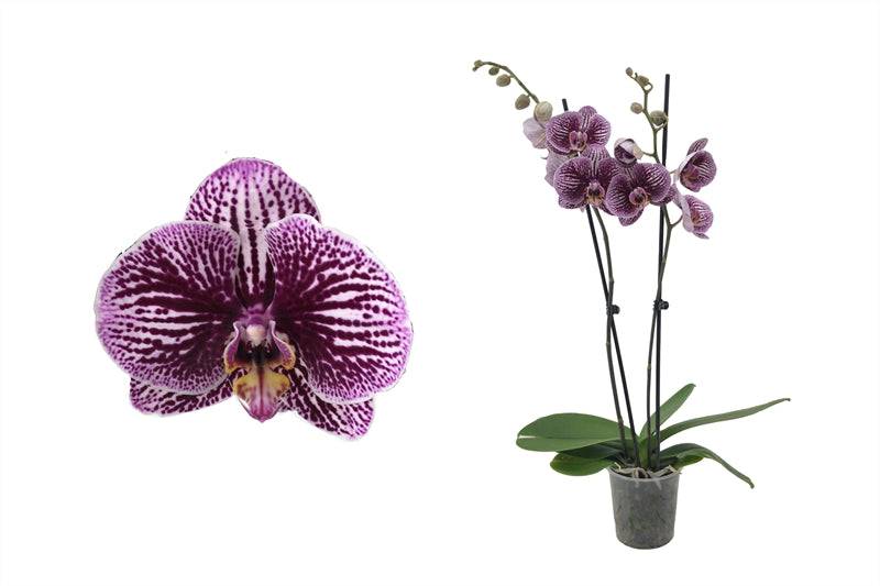 Schmetterlingsorchidee Rosa Gelb (Phalaenopsis Amabilis Black Stripes) - Nachhaltige Zimmerpflanzen kaufen Botanicly Foto 1