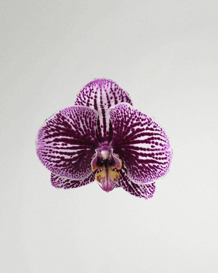 Sahida die Schmetterlingsorchidee Rosa Gelb-Topfpflanzen-Botanicly