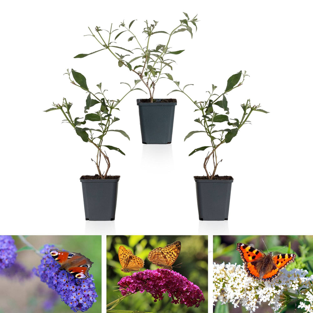 Schmetterlingsflieder Mehrfarbig (Buddleja Davidii Nanho Blue, Pink Delight, White Profusion) - Nachhaltige Zimmerpflanzen kaufen Botanicly Foto 1