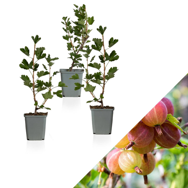 Stachelbeere Rot (Ribes Uva-Crispa Hinnonmaki Rod) - Nachhaltige Zimmerpflanzen kaufen Botanicly Foto 1