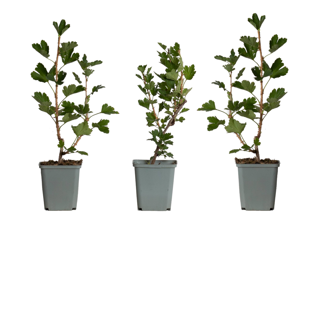 Stachelbeere Rot (Ribes Uva-Crispa Hinnonmaki Rod) - Nachhaltige Zimmerpflanzen kaufen Botanicly Foto 2
