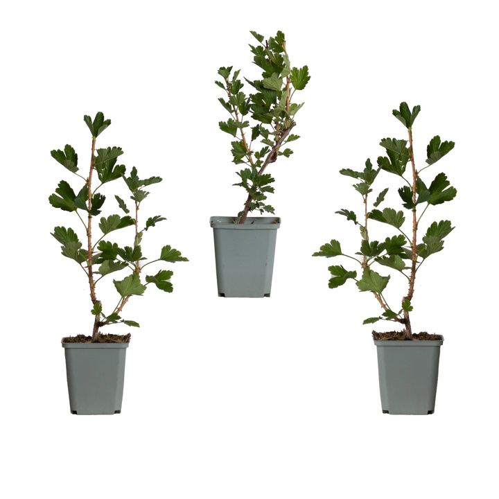 Stachelbeere Rot (Ribes Uva-Crispa Hinnonmaki Rod) - Nachhaltige Zimmerpflanzen kaufen Botanicly Foto 3