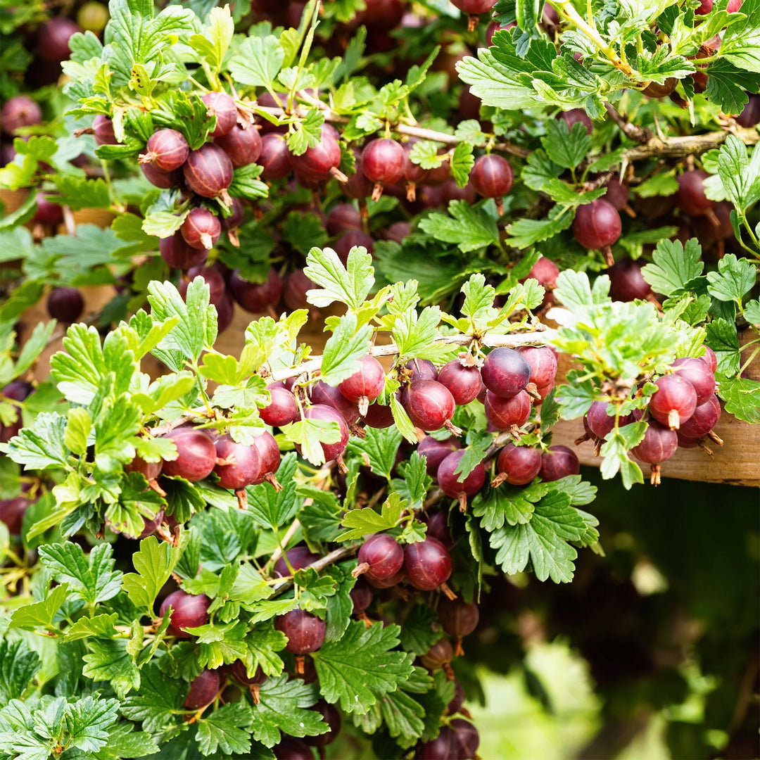 Stachelbeere Rot (Ribes Uva-Crispa Hinnonmaki Rod) - Nachhaltige Zimmerpflanzen kaufen Botanicly Foto 5