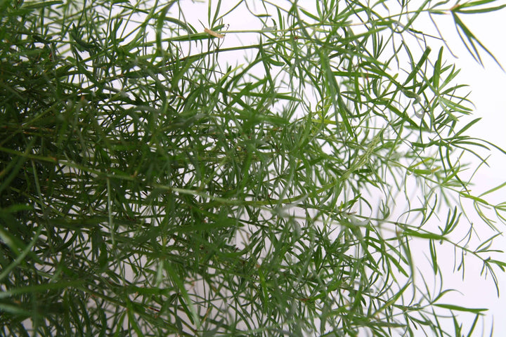 jap asparagus densiflorus sprengeri sicheldorn spargel kaufen Foto-3