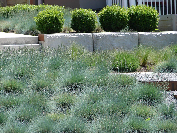 Schwingel (Festuca Glauca Eisvogel) - Nachhaltige Zimmerpflanzen kaufen Botanicly Foto 6