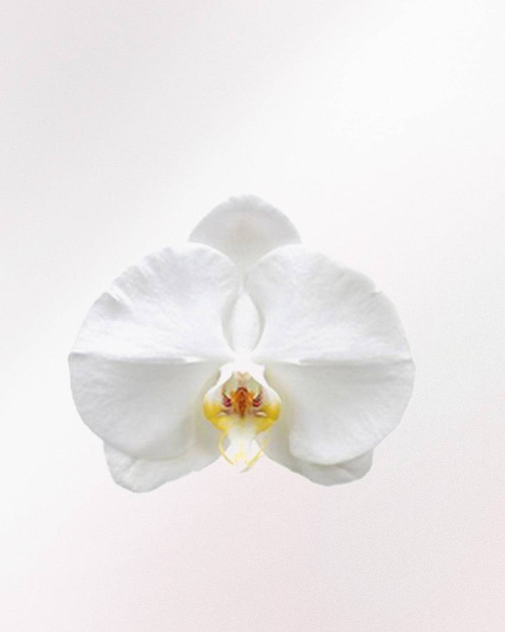 Svea die Schmetterlingsorchidee Rosa Weiß