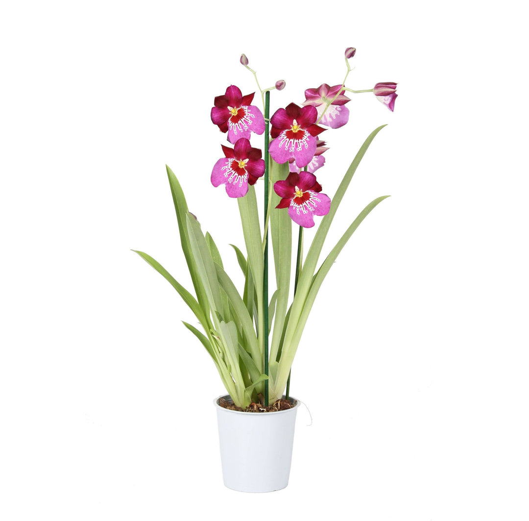 Stiefmütterchen-Orchidee Rosa Mit Muster (Miltonia Newton Falls) - Nachhaltige Zimmerpflanzen kaufen Botanicly Foto 2