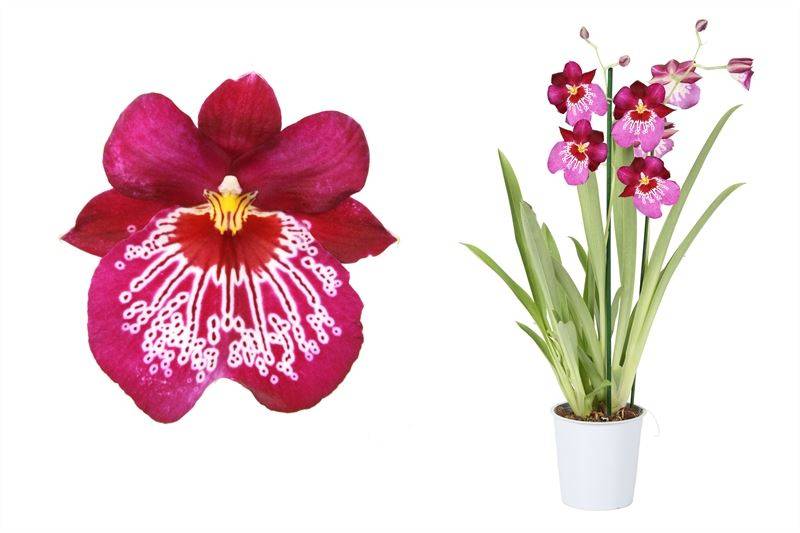 Stiefmütterchen-Orchidee Rosa Mit Muster (Miltonia Newton Falls) - Nachhaltige Zimmerpflanzen kaufen Botanicly Foto 1