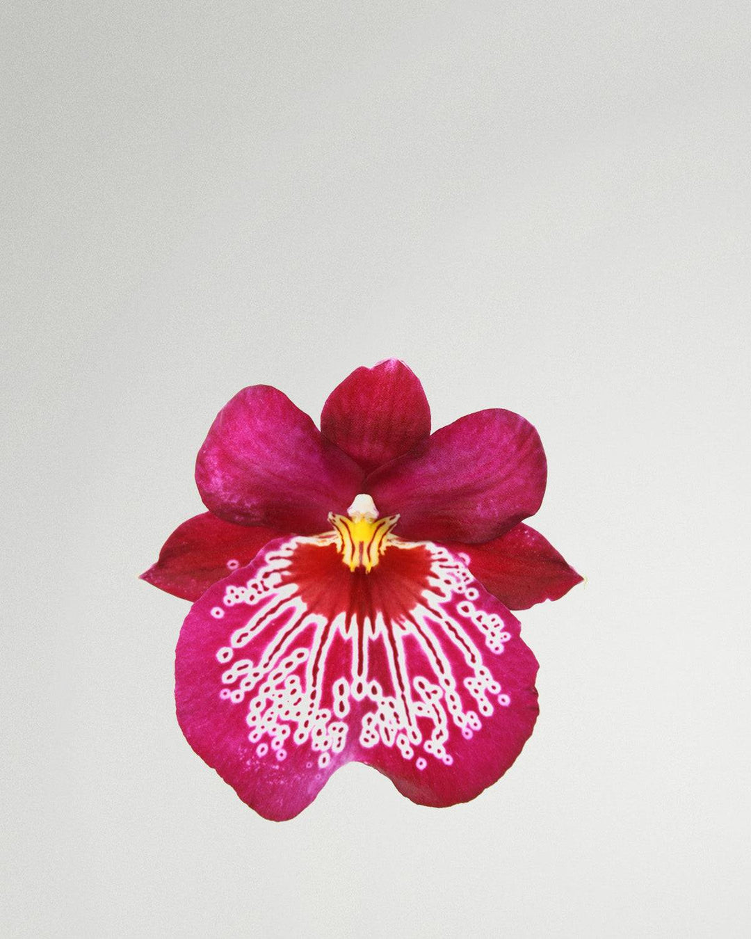 Svenja die Stiefmütterchen-Orchidee Rosa Mit Muster