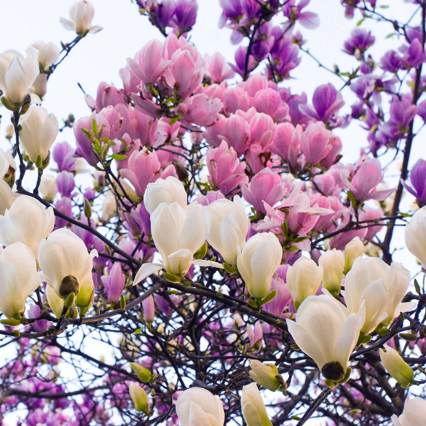 jap magnolia soulangeana susan stellata tulpen magnolie kaufen Foto-4