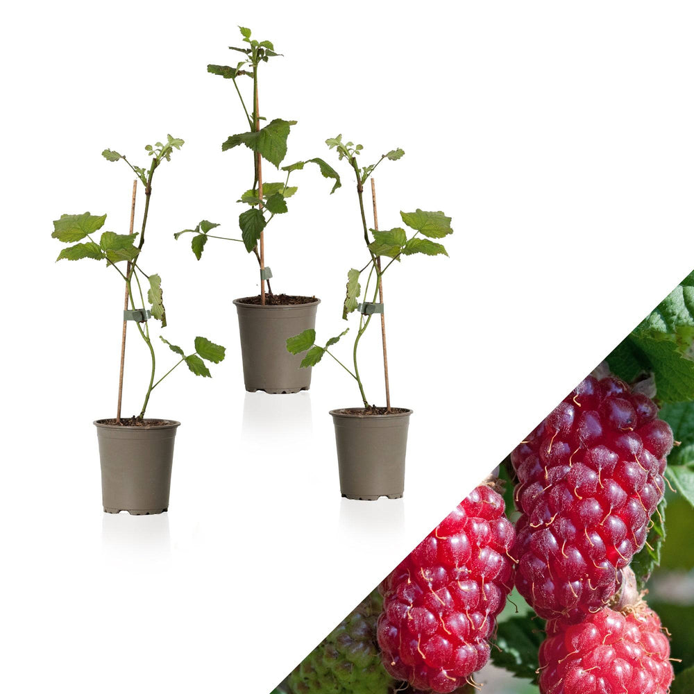 Taybeere (Rubus Fruticosus X Idaeus Tayberry) - Nachhaltige Zimmerpflanzen kaufen Botanicly Foto 1